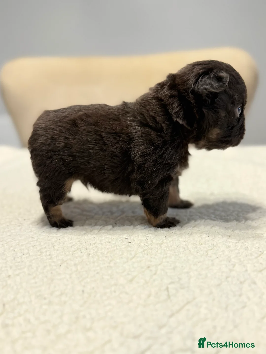 French Bulldog dogs for sale: Full fluffy French bulldogs  - Advert 13