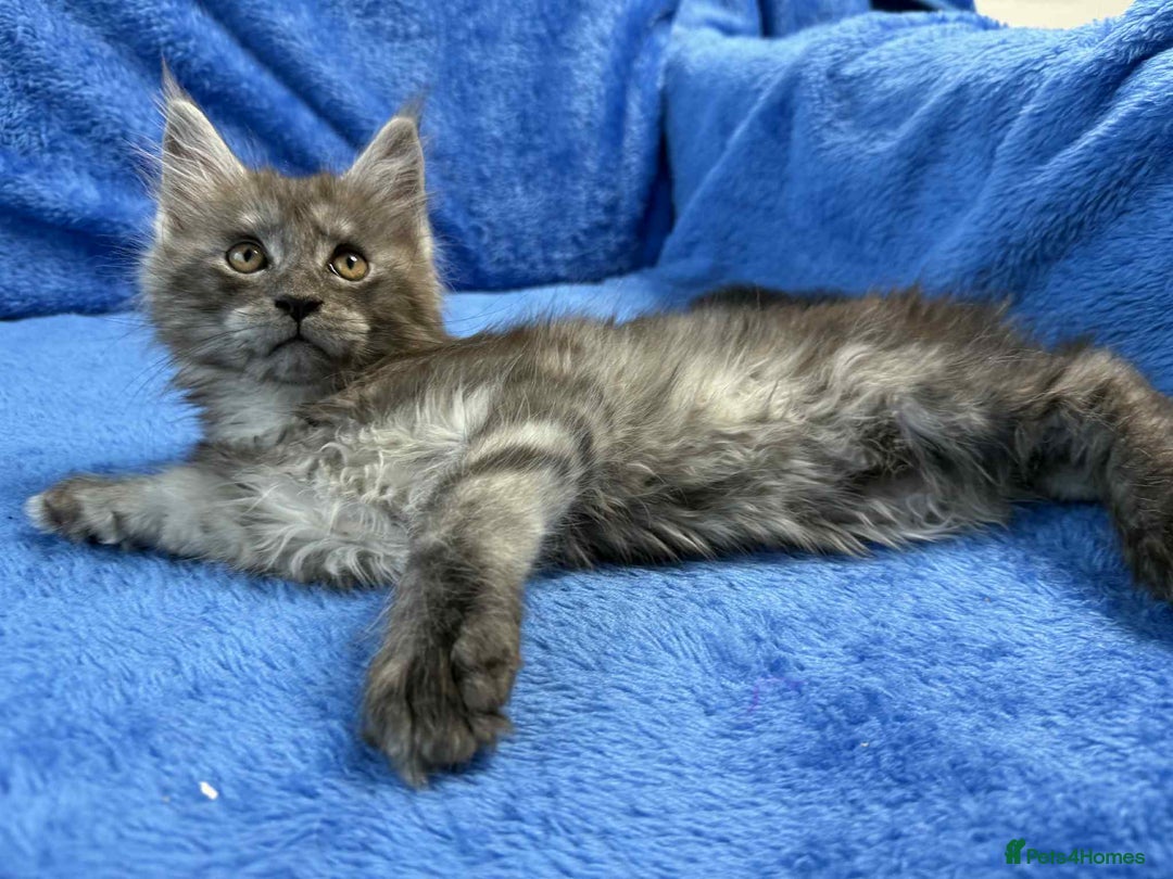 Maine Coon cats for sale: Kittens Maine Coon registered with Gccf  - Image 10