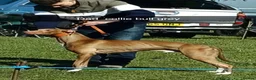 Lurcher dogs for sale: Lurcher pups  in Swadlincote - Advert 3