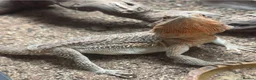 Bearded Dragon reptiles for sale: 8 month old bearded dragon plus full set up in Yeovil - Advert 2