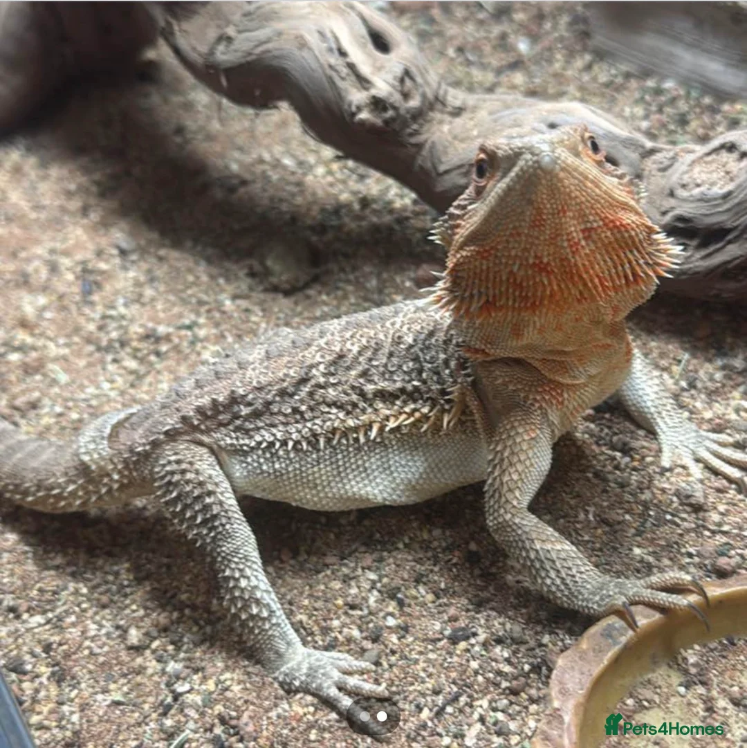 Bearded Dragon reptiles for sale: 8 month old bearded dragon plus full set up in Yeovil - Advert 2