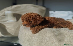 Toy Poodle dogs for sale: Purebred Toy Poodles Puppies Loving Homes! - Image 15