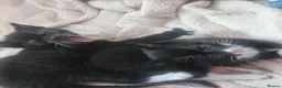 Mixed Breed cats for sale: Beautiful Kittens  in Renfrew - Advert 19