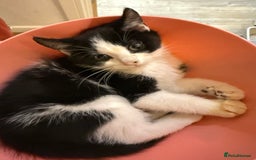 British Shorthair cats for sale: Kitten - Advert 1