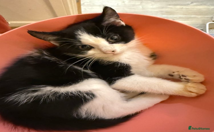 British Shorthair cats Kitten - Advert 5