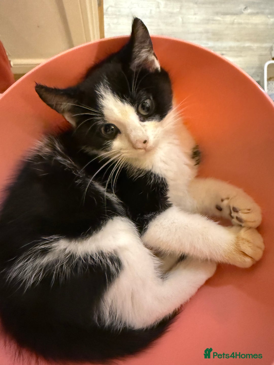 British Shorthair cats for sale: Kitten - Advert 1