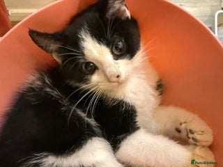 British Shorthair cats Kitten - Advert 2