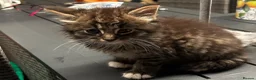 Mixed Breed cats for sale: Blue eyed fluffy babies  - Advert 29