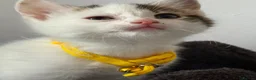 Ragcoon cats for sale: RAGCOONS ragdoll mainecoons - Advert 30