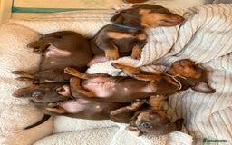 Miniature Dachshund dogs for sale: 4 mini chocolate tan male dachshund puppies - Image 4