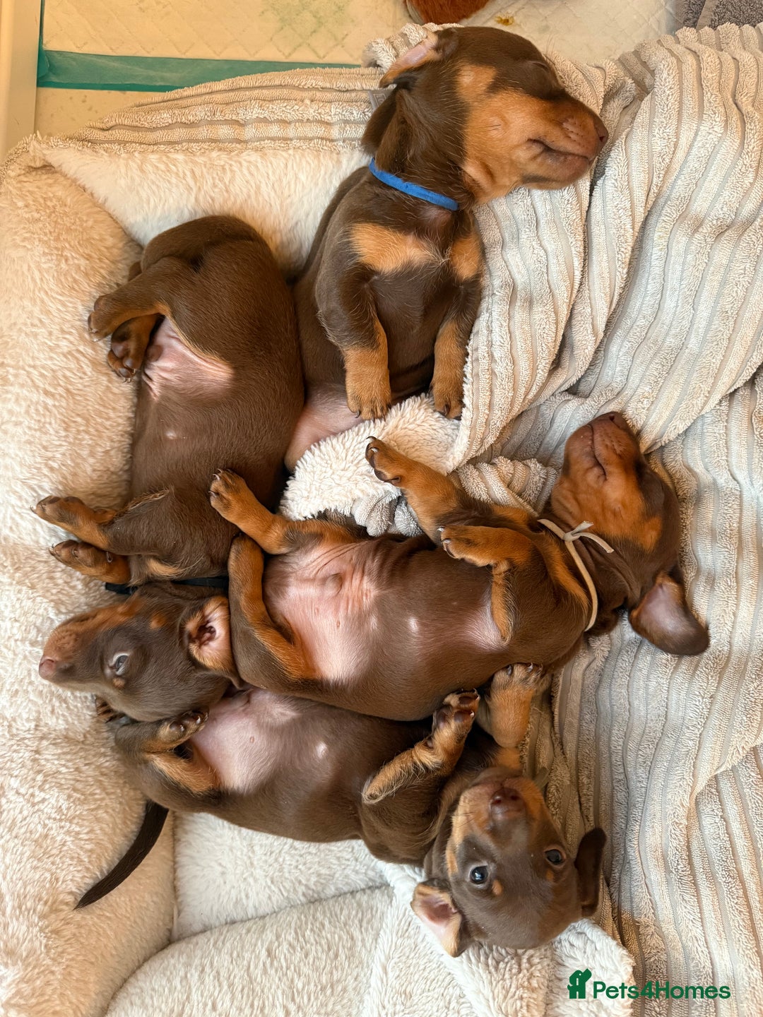 Miniature Dachshund dogs for sale: 4 mini chocolate tan male dachshund puppies - Image 4