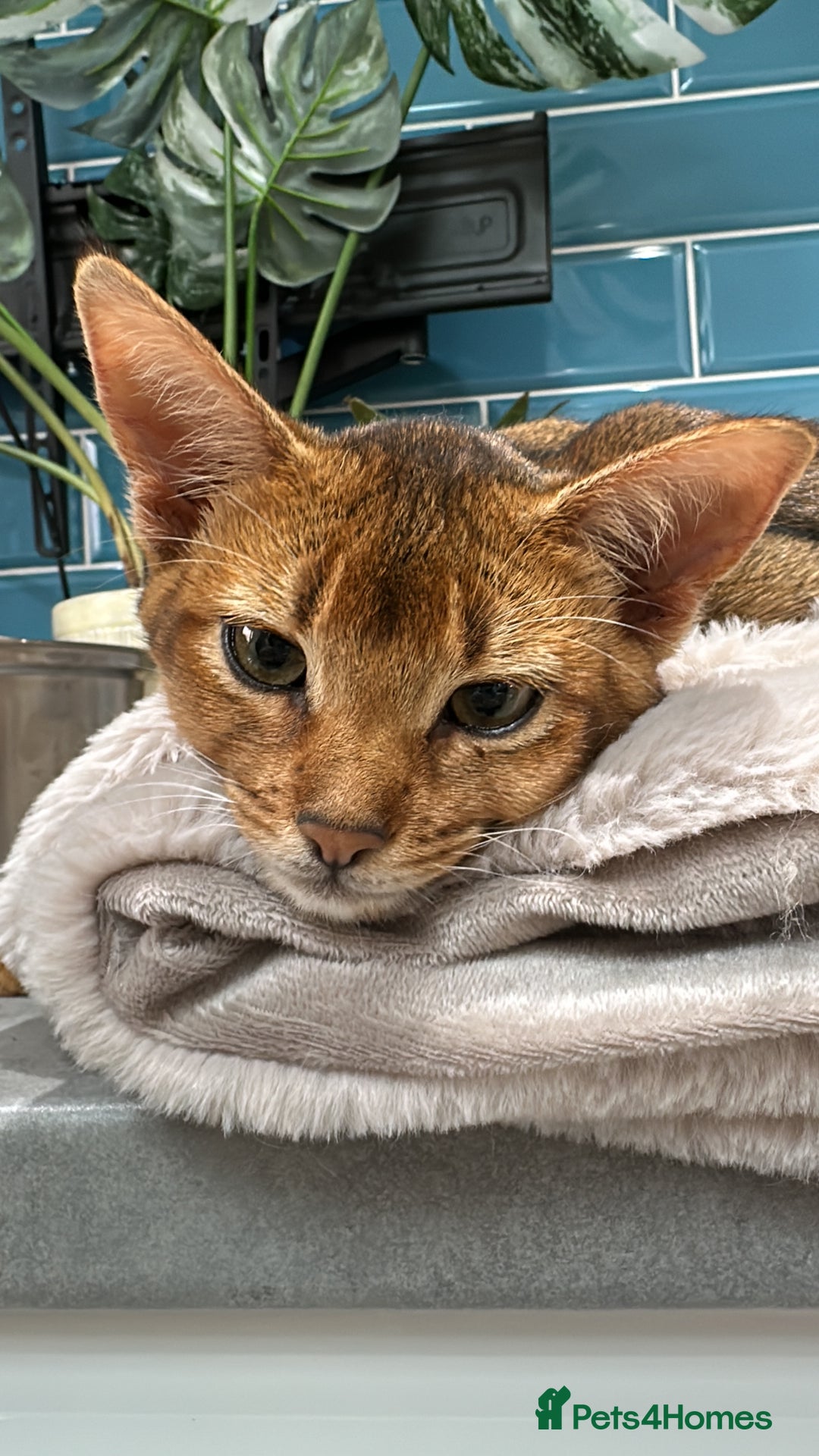Abyssinian cats for sale: Ready to go TODAY! Delivery ✅ Neutered ✅ - Image 18