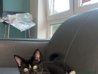 British Shorthair cats - Advert 12