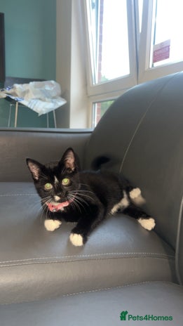 British Shorthair cats - Advert 7