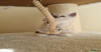 Ragdoll cats - Advert 16