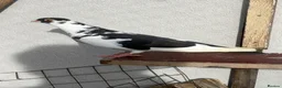 Pigeons birds for sale: Figuritas and Germal Owl Pigeon  - Advert 7