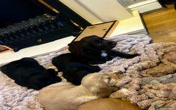 Cocker Spaniel dogs for sale: 2 beautiful cocker spaniels out of a litter of 7 - Image 22