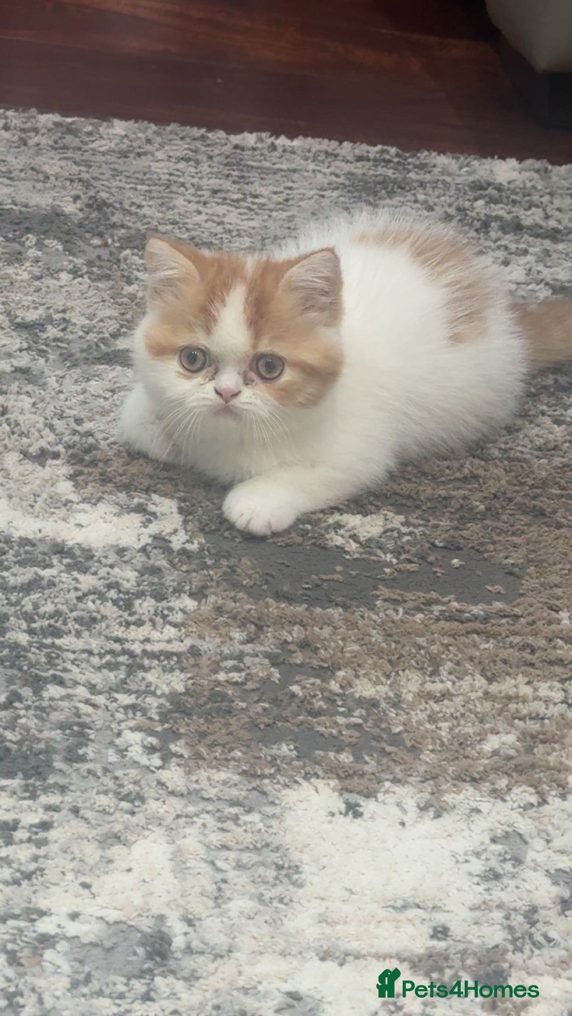 Exotic cats for sale: Male exotic shorthair kitten - Advert 3