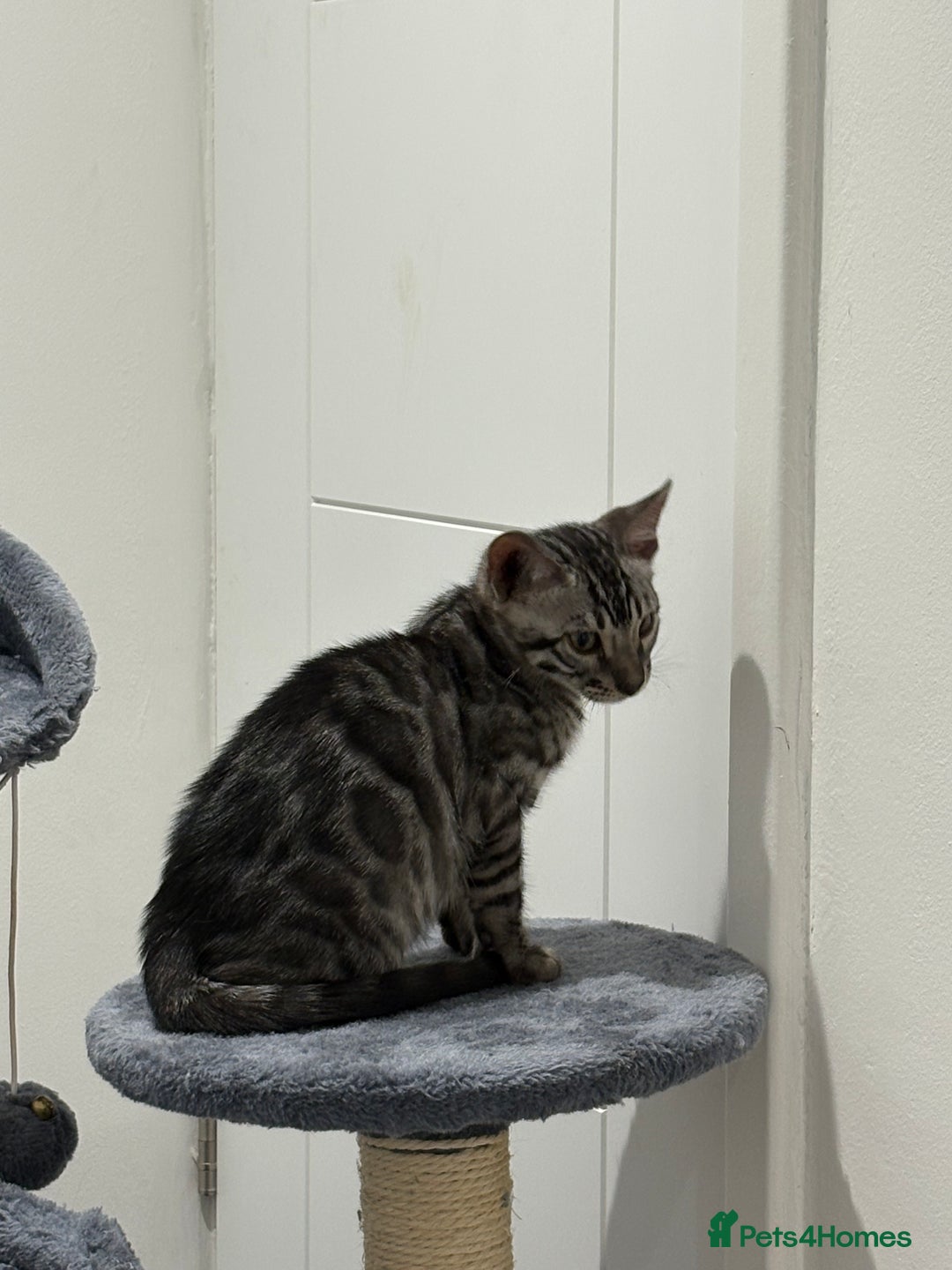 Bengal cats for sale: Bengal Kittens for Sale! (4 BOYS) - Image 10