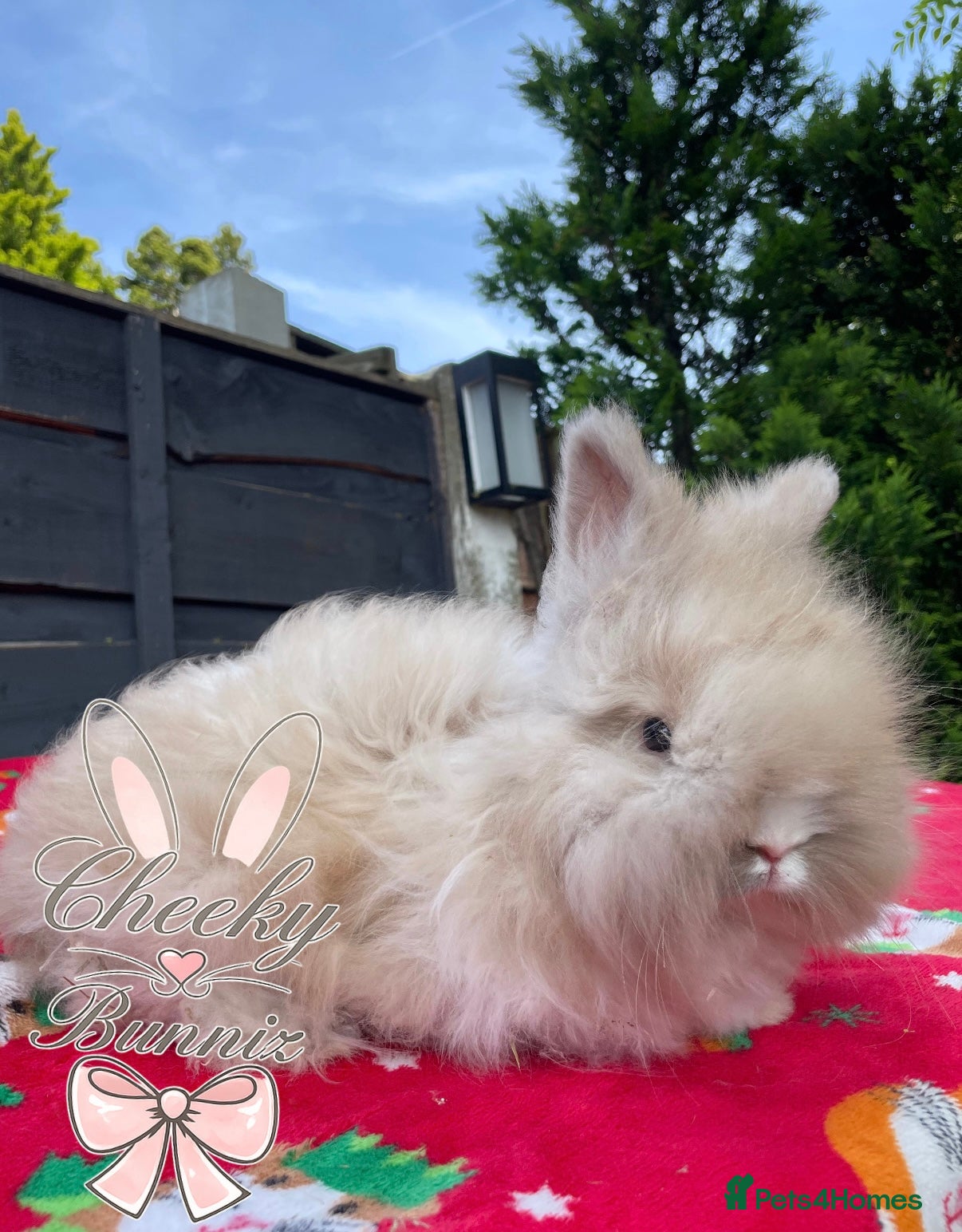 Angora rabbits Beautiful Full Faced English Angoras - Advert 2
