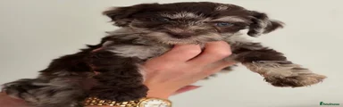Cockapoo 9