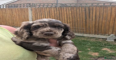Cocker Spaniel dogs in Wadhurst - Advert 3