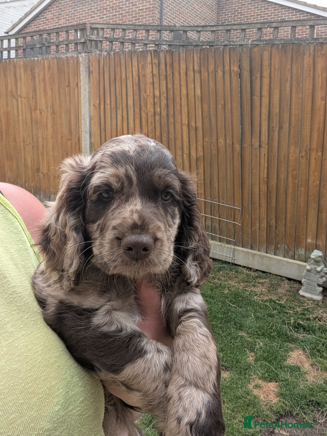 Cocker Spaniel dogs for sale: 6 beautiful cocker spaniel puppies in Wadhurst - Image 2