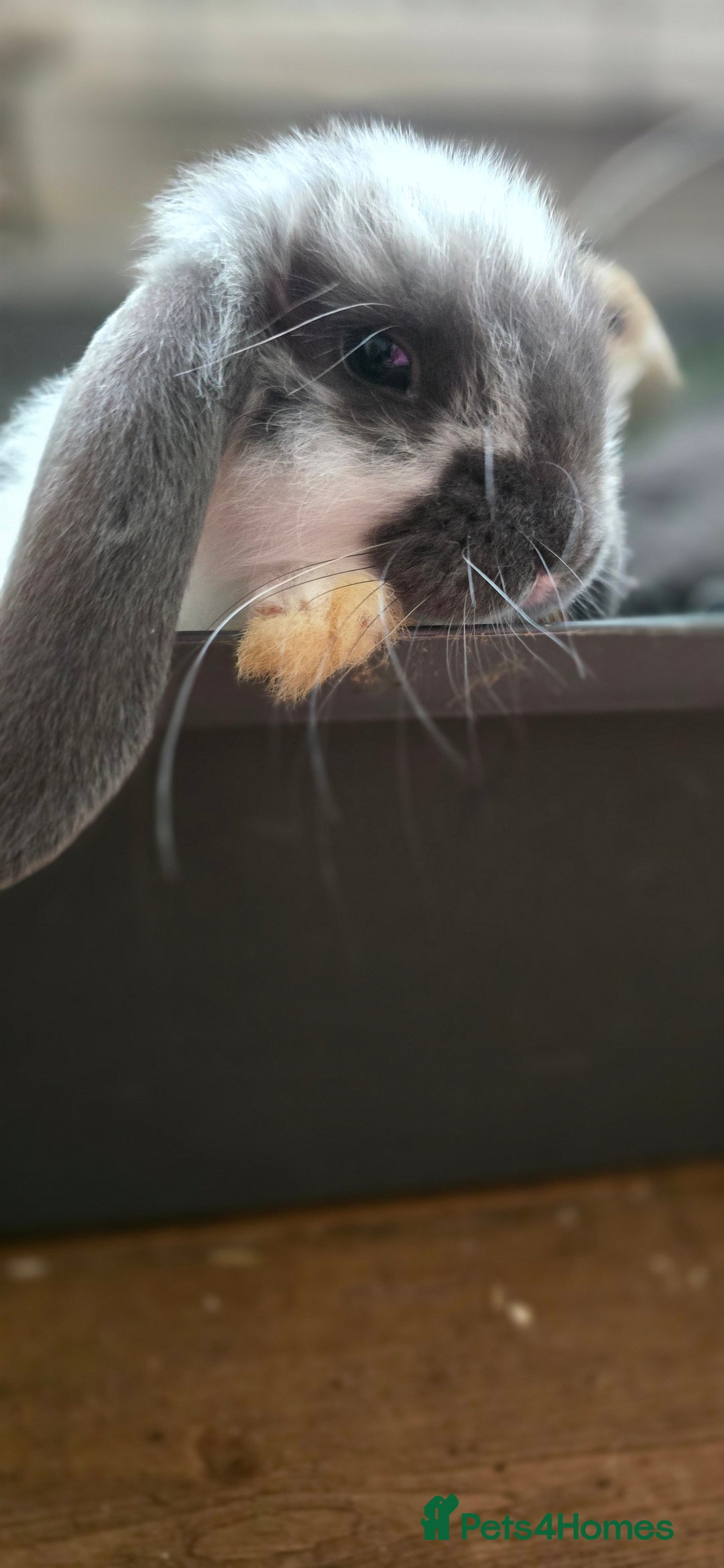French Lop rabbits for sale: Beautiful French Lop Bunnies - Image 33