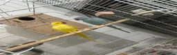 Ringnecks birds for sale: Very good  - Advert 5