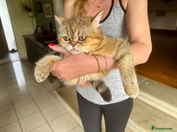 British Shorthair cats - Advert 9