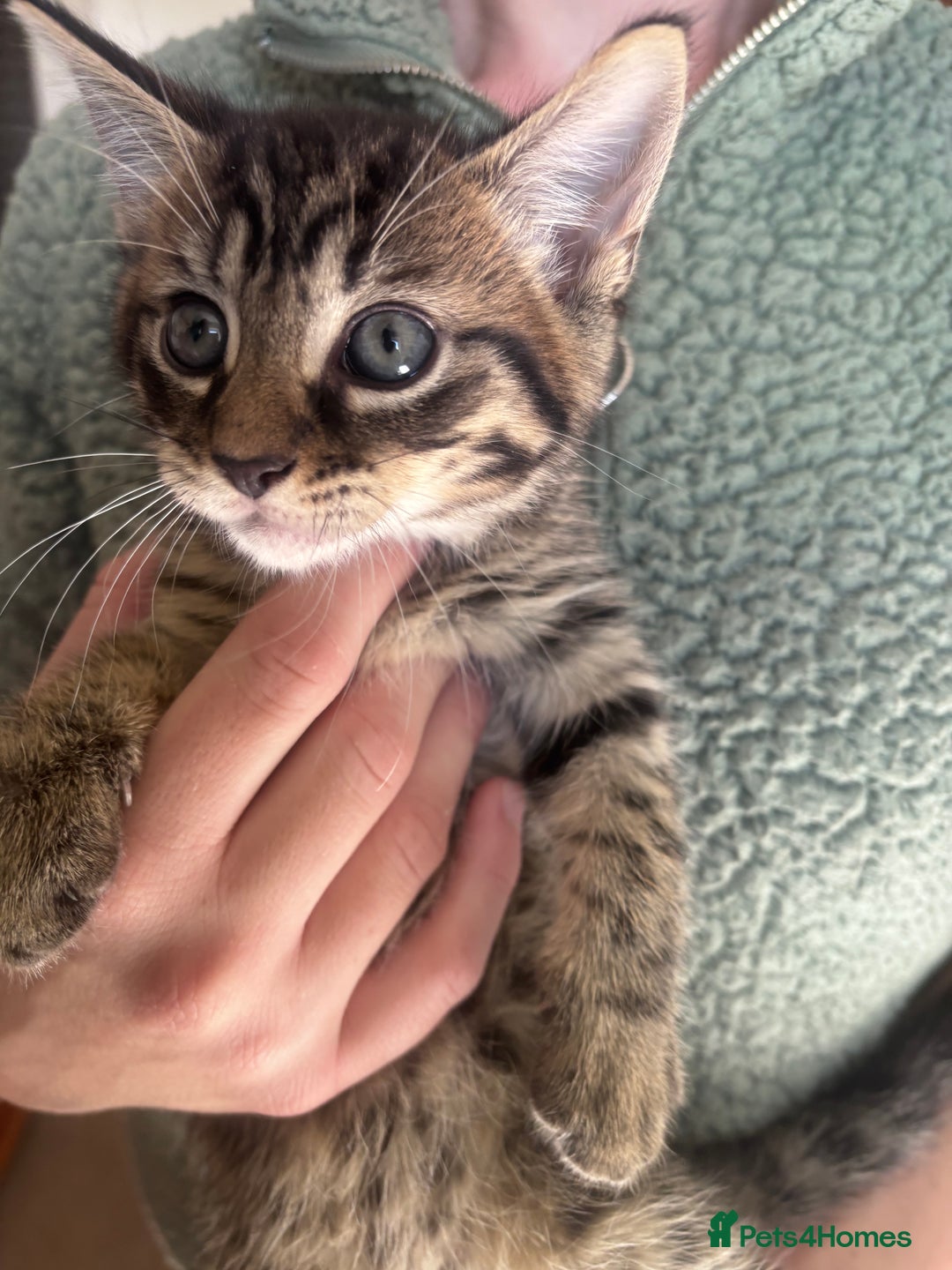 Mixed Breed cats for sale: Maine Coon Cross Kittens  - Image 2