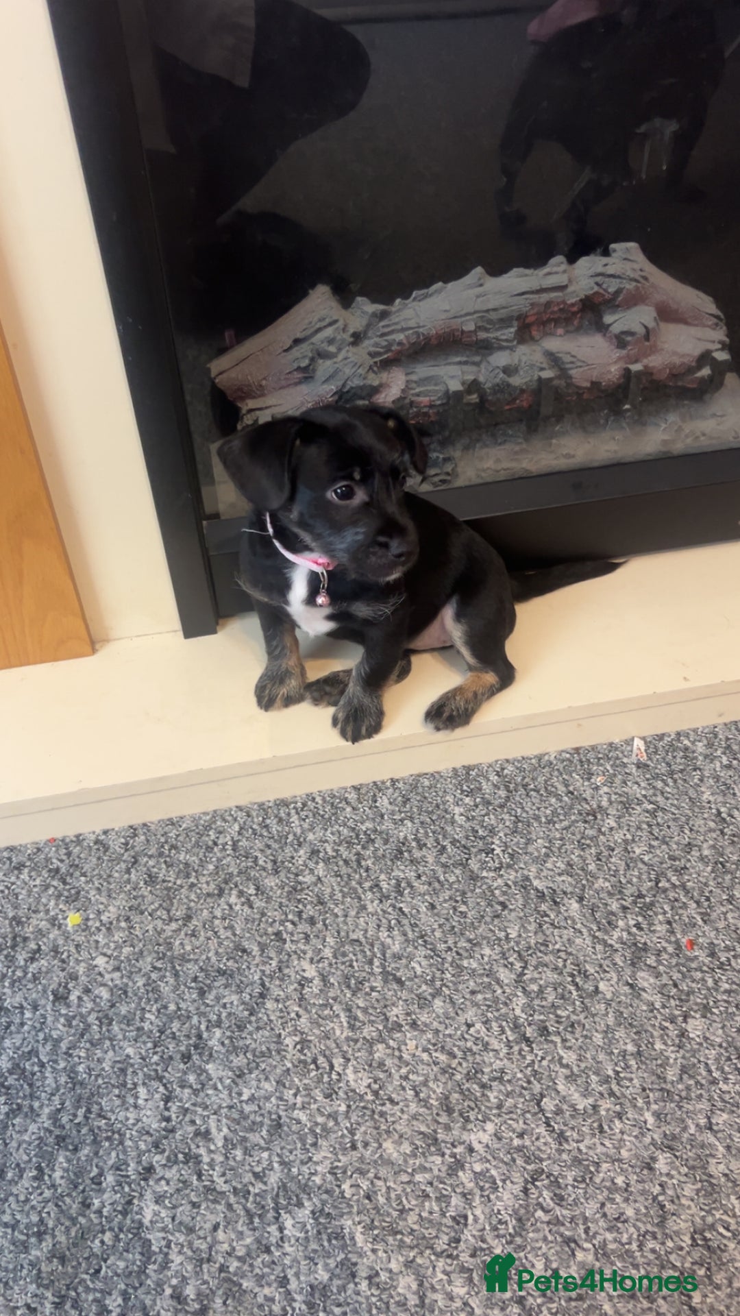 Mixed Breed dogs for sale: Female Frenchie X Miniature Poodle Puppy - Image 3