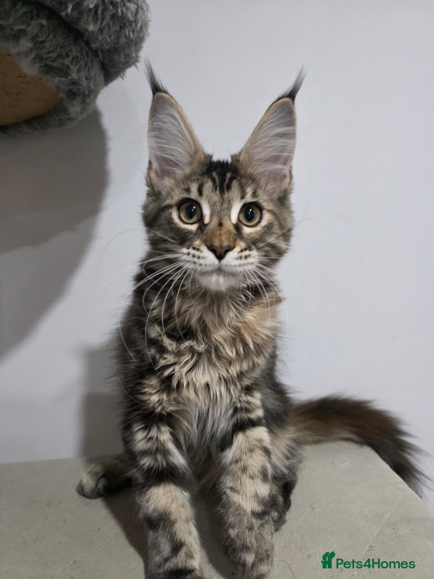 Maine Coon cats TICA Maine Coon Kittens | Russian Bloodlines - Advert 2