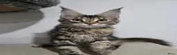 Maine Coon cats for sale: TICA Maine Coon Kittens | Russian Bloodlines - Advert 2