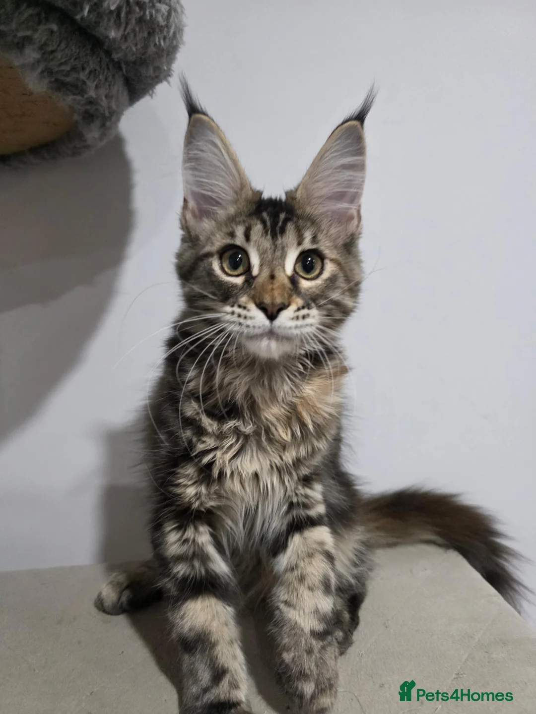 Maine Coon cats for sale: TICA Maine Coon Kittens | Russian Bloodlines - Advert 2