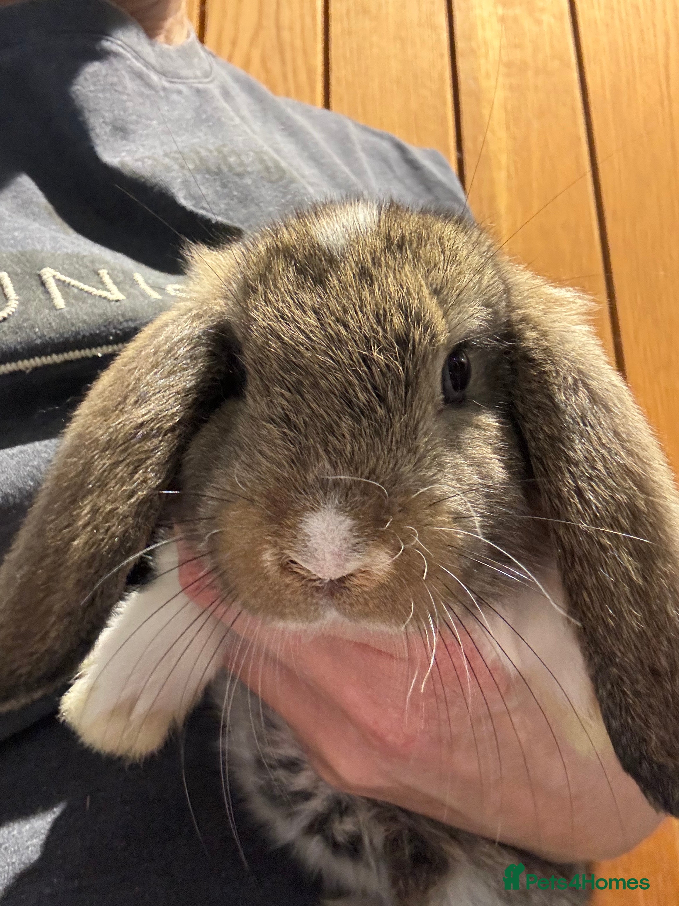 Mini Lop rabbits Pure mini lop Baby rabbits ready now - Advert 3