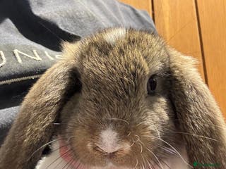 Mini Lop rabbits Pure mini lop Baby rabbits ready now - Advert 3