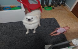 Mixed Breed dogs for sale: Pomskie female  - Advert 5