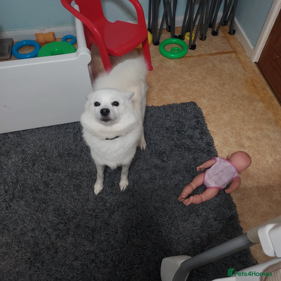 Mixed Breed dogs for sale: Pomskie female  - Advert 5