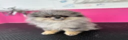 Pomeranian dogs for sale: Beautiful Pomeranians 🖤🤍 - Advert 10