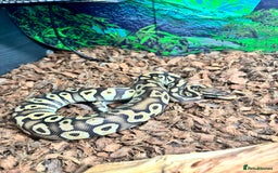Python Snake reptiles for sale: Zeke the royal python 🐍 - Image 2
