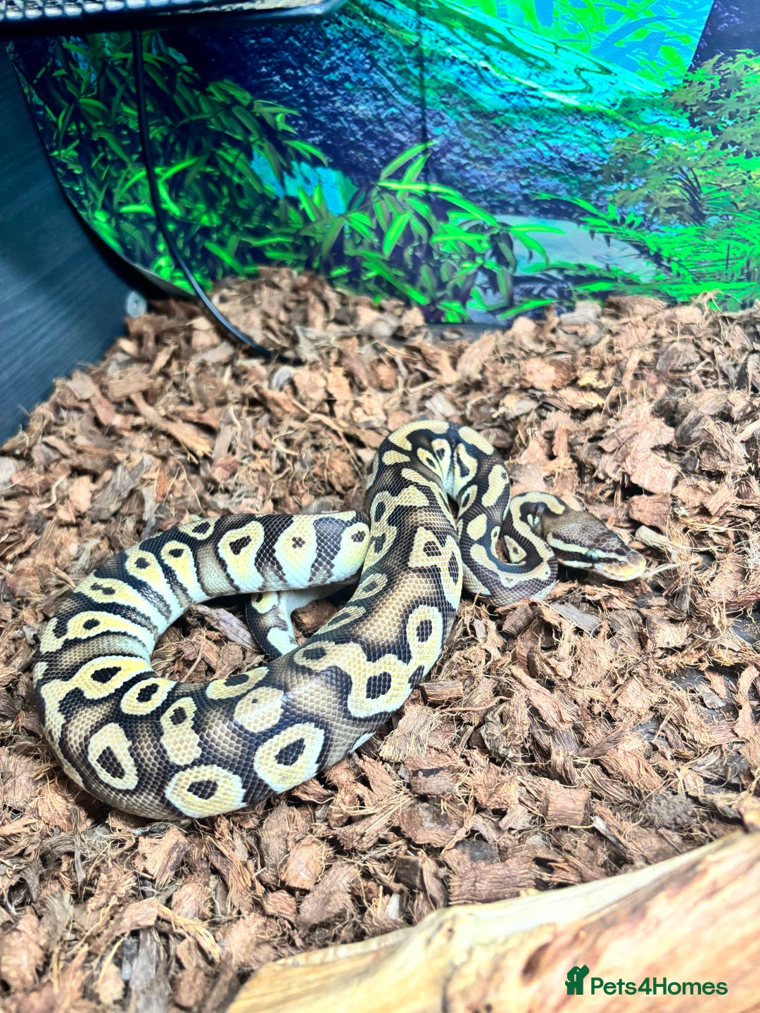 Python Snake reptiles for sale: Zeke the royal python 🐍 - Image 2