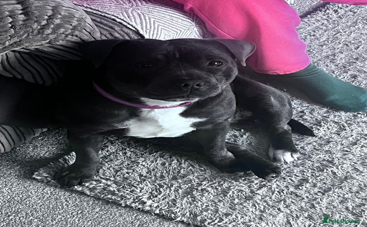 Staffordshire Bull Terrier dogs - Advert 2