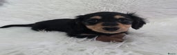 Miniature Dachshund dogs for sale: Long hair Black & cream Boy. KC - Advert 9