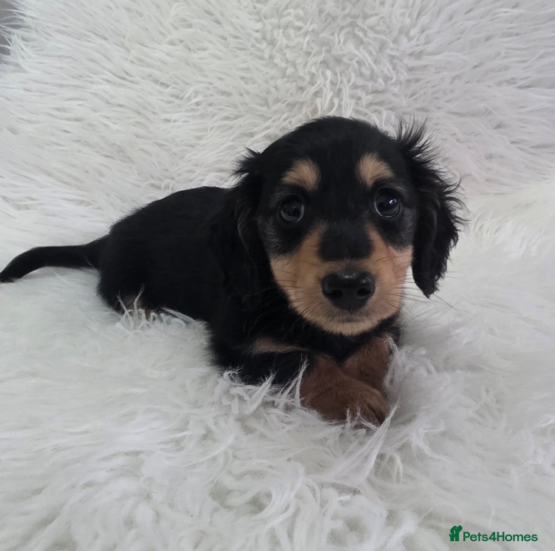 Miniature Dachshund dogs for sale: Long hair Black & cream Boy. KC - Advert 9