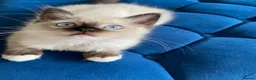 Ragdoll cats for sale: 4 TICA Registered Ragdoll girls available - Advert 19