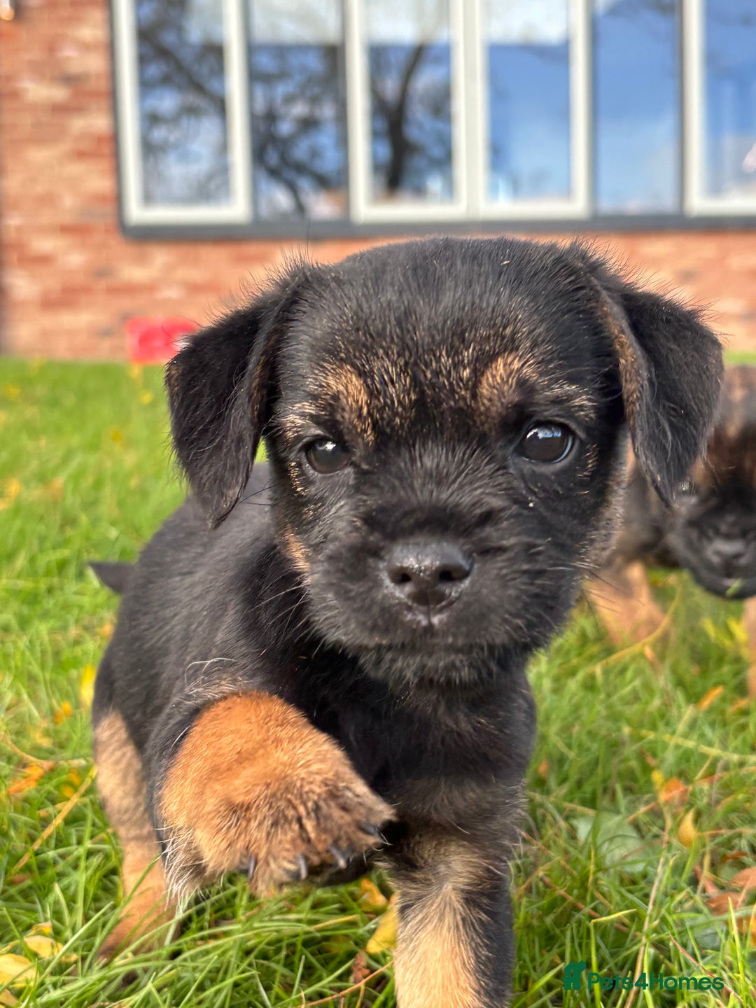 Border Terrier dogs for sale: 🐾 fantastic Border Terrier  - Image 7