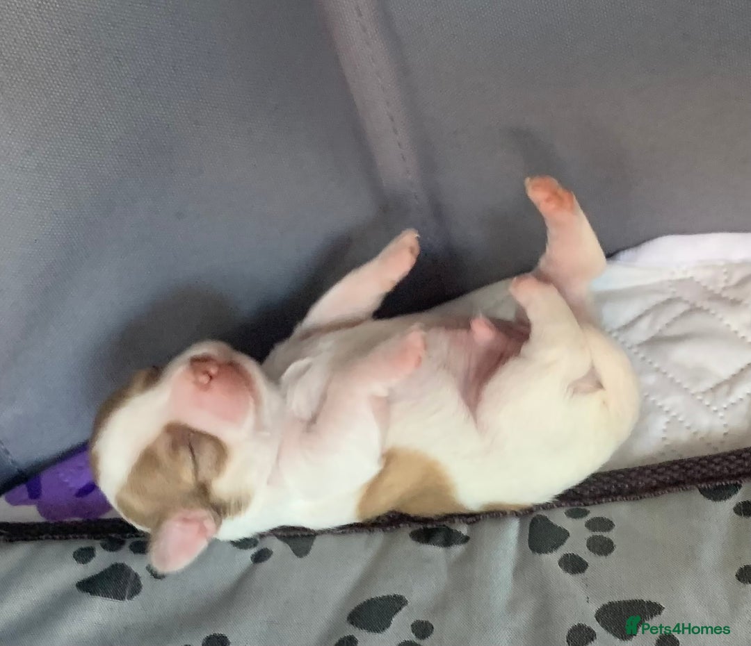 Chihuahua dogs for sale: Stunning Chocolate and white Smooth haired pups - Image 6