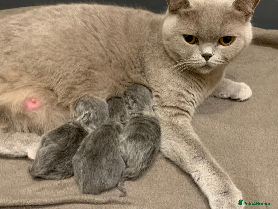 British Shorthair cats for sale: 1 Boy Left-GCCF Pedigr Pure Blue British Shorthair - Image 6