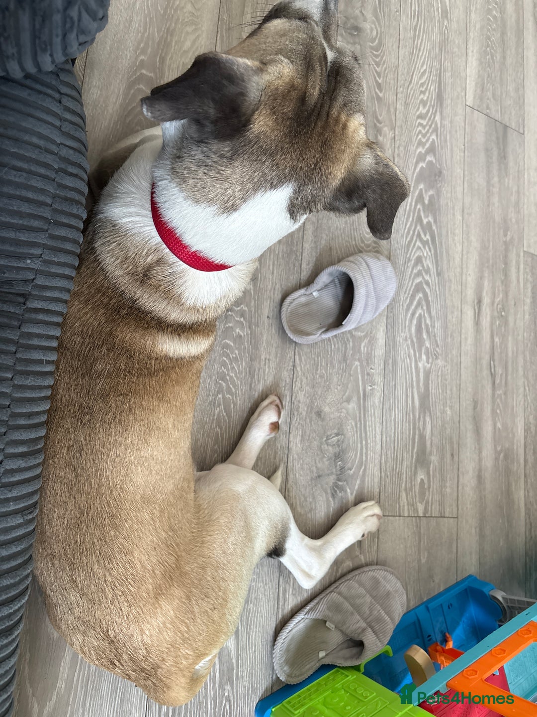 Mixed Breed dogs for sale: American bull dog x Staffordshire bull terrier  - Image 3